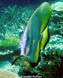 Here's looking at u! Perhentian Island. Taken with a Sony... by Annette Thomasz 